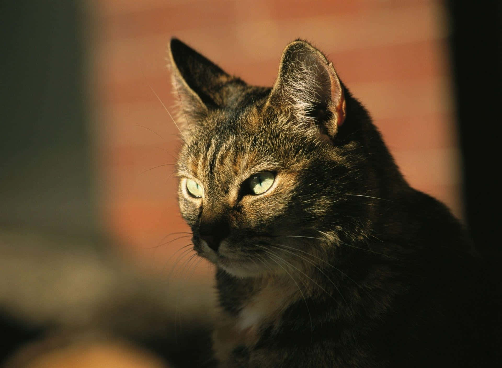 tabby cat, green eyes, soft golden light, Full HD Desktop Wallpaper