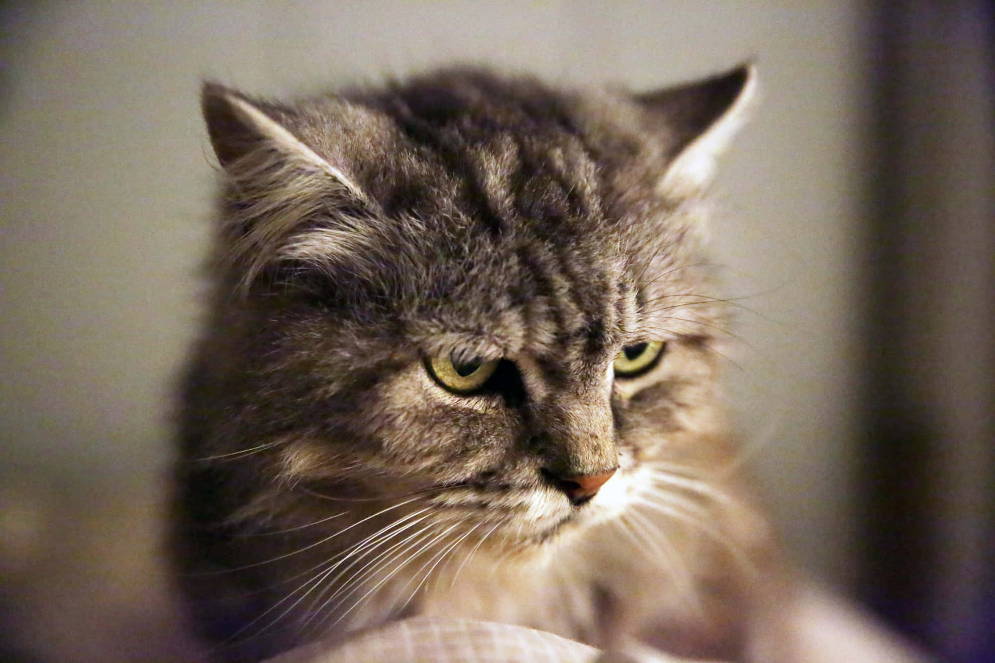 tabby cat, gray tabby cat, green eyes, Full HD Desktop Wallpaper