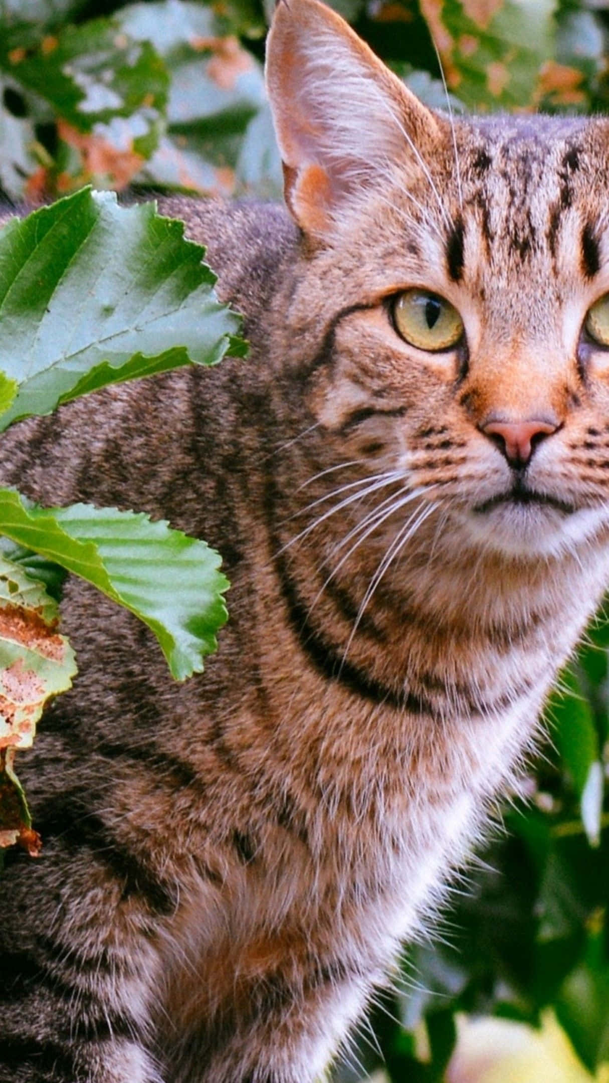 tabby cat, green eyes, lush green foliage, Full HD Phone Wallpaper