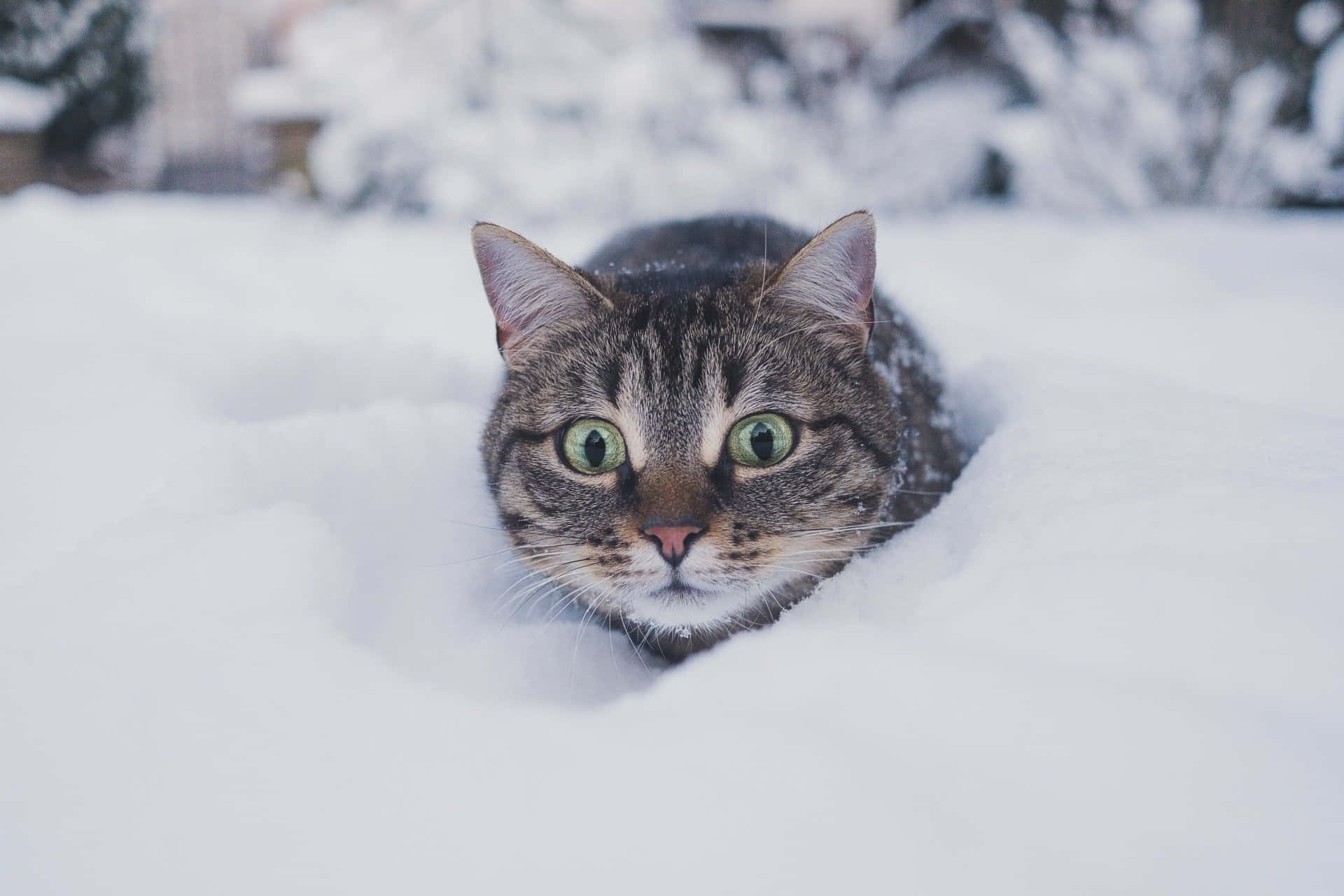 tabby cat, snowy drift, winter garden, Full HD Desktop Wallpaper