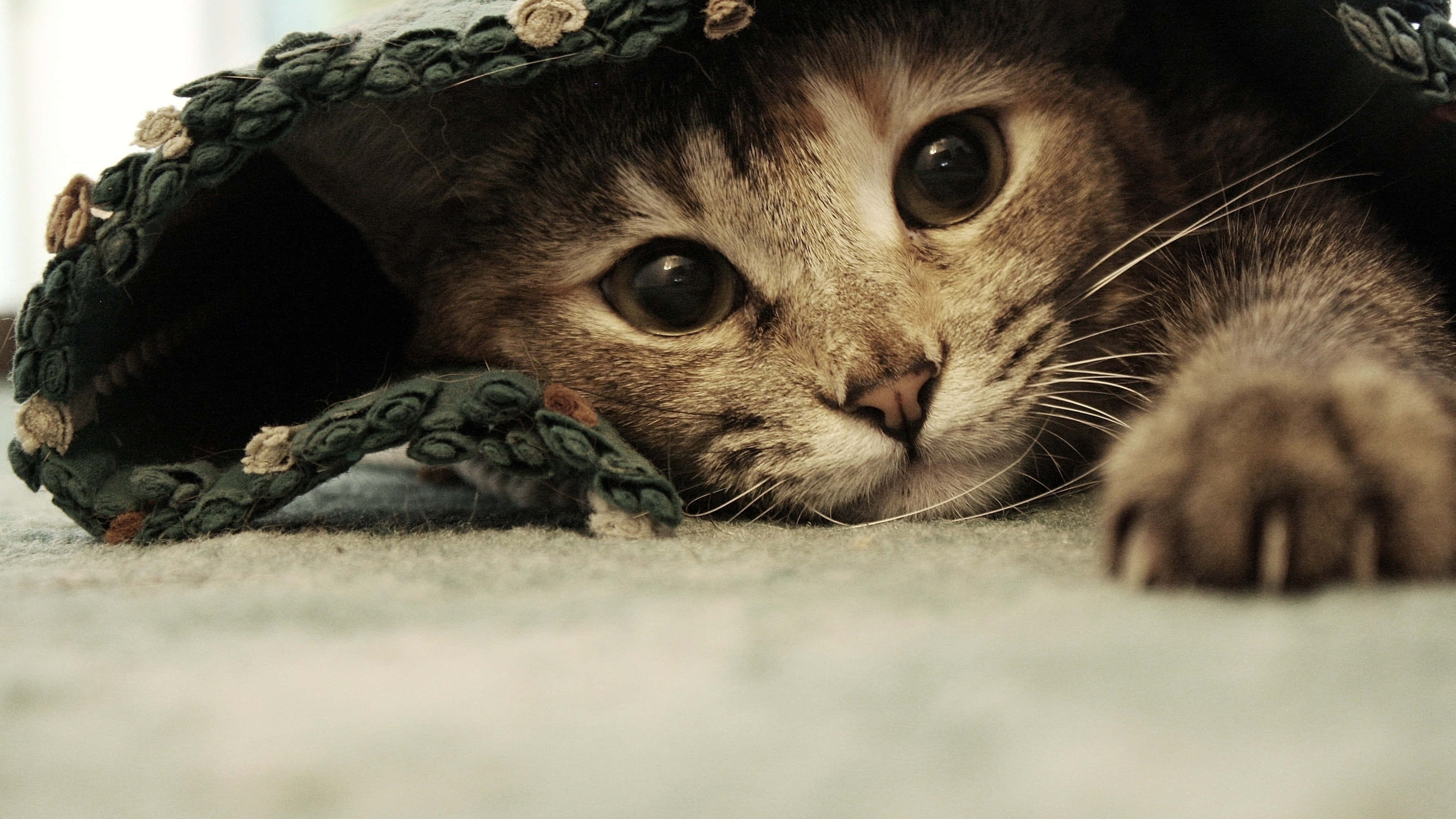 tabby cat, green crocheted blanket, wide curious eyes, 4K Desktop Wallpaper