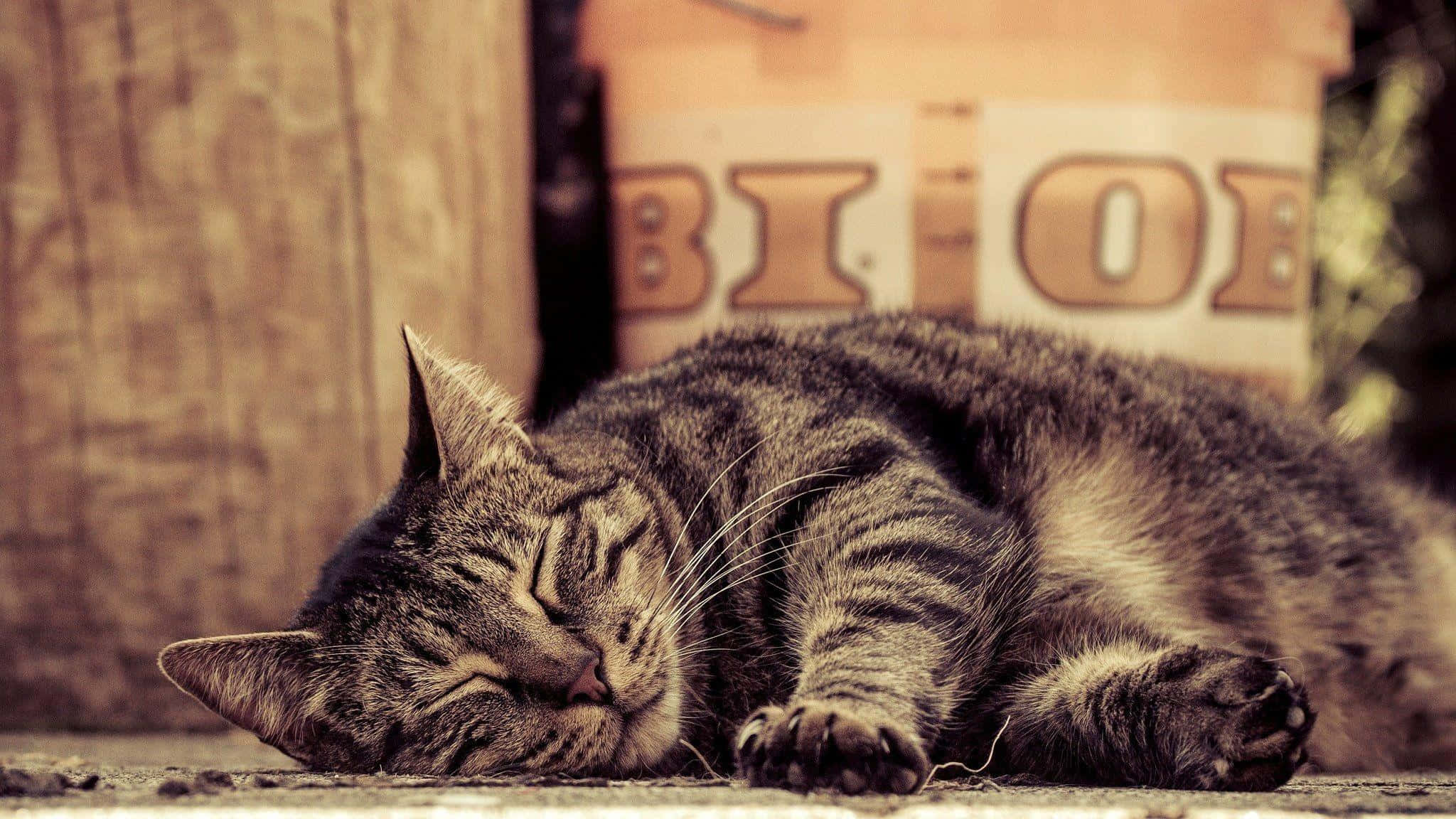 tabby cat, concrete surface, wooden wall, Full HD Desktop Wallpaper