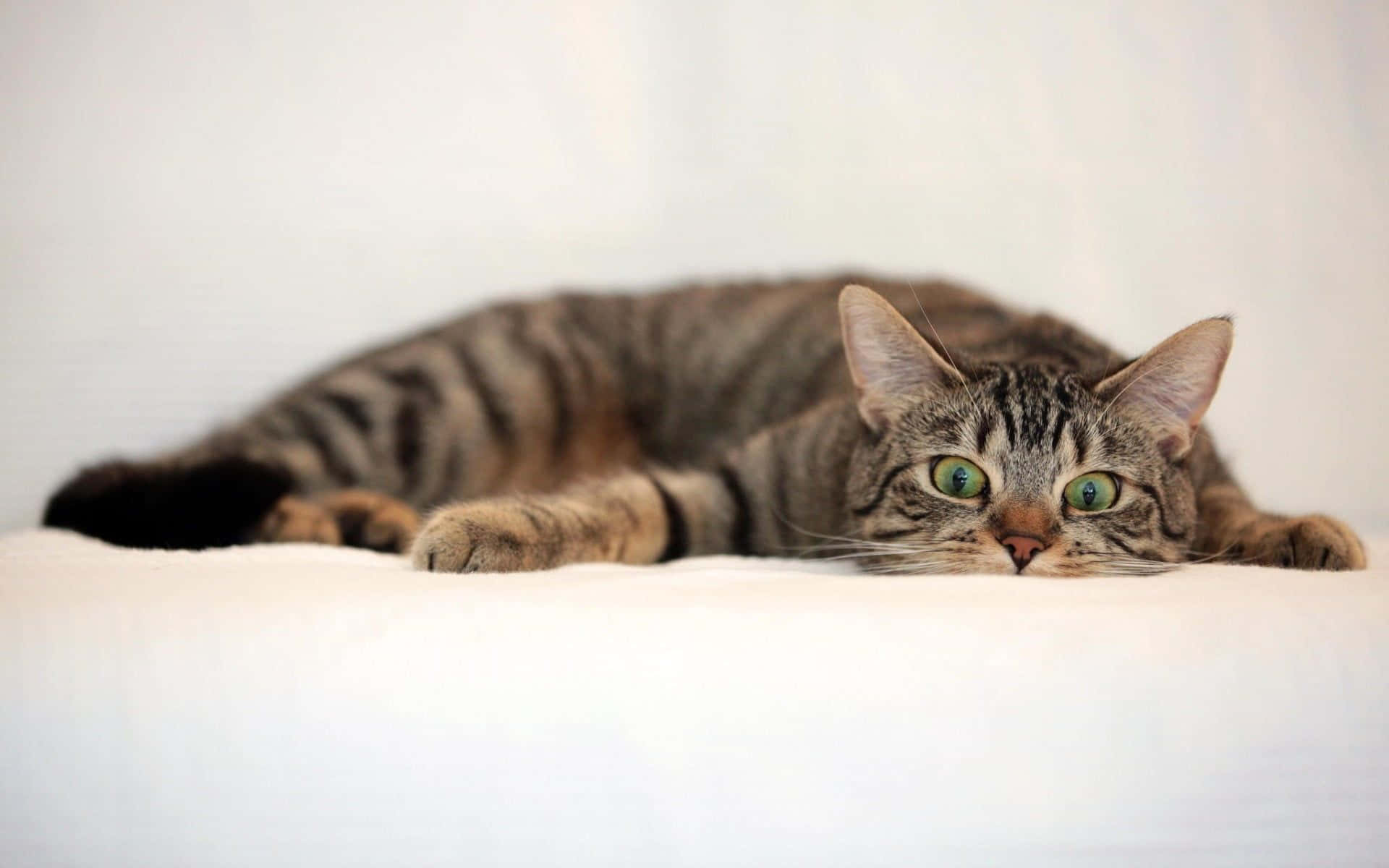 tabby cat, green eyes, soft white surface, Full HD Desktop Wallpaper