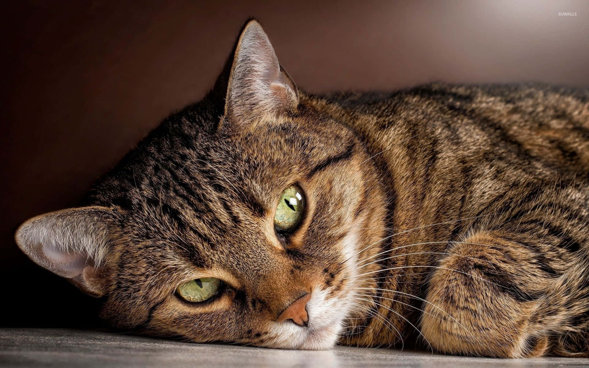 tabby cat, green eyes, chair, Full HD Desktop Wallpaper
