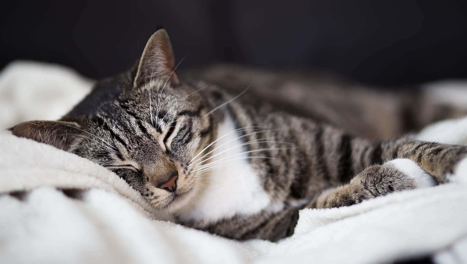 tabby cat, white chest, soft white blanket, Full HD Desktop Wallpaper