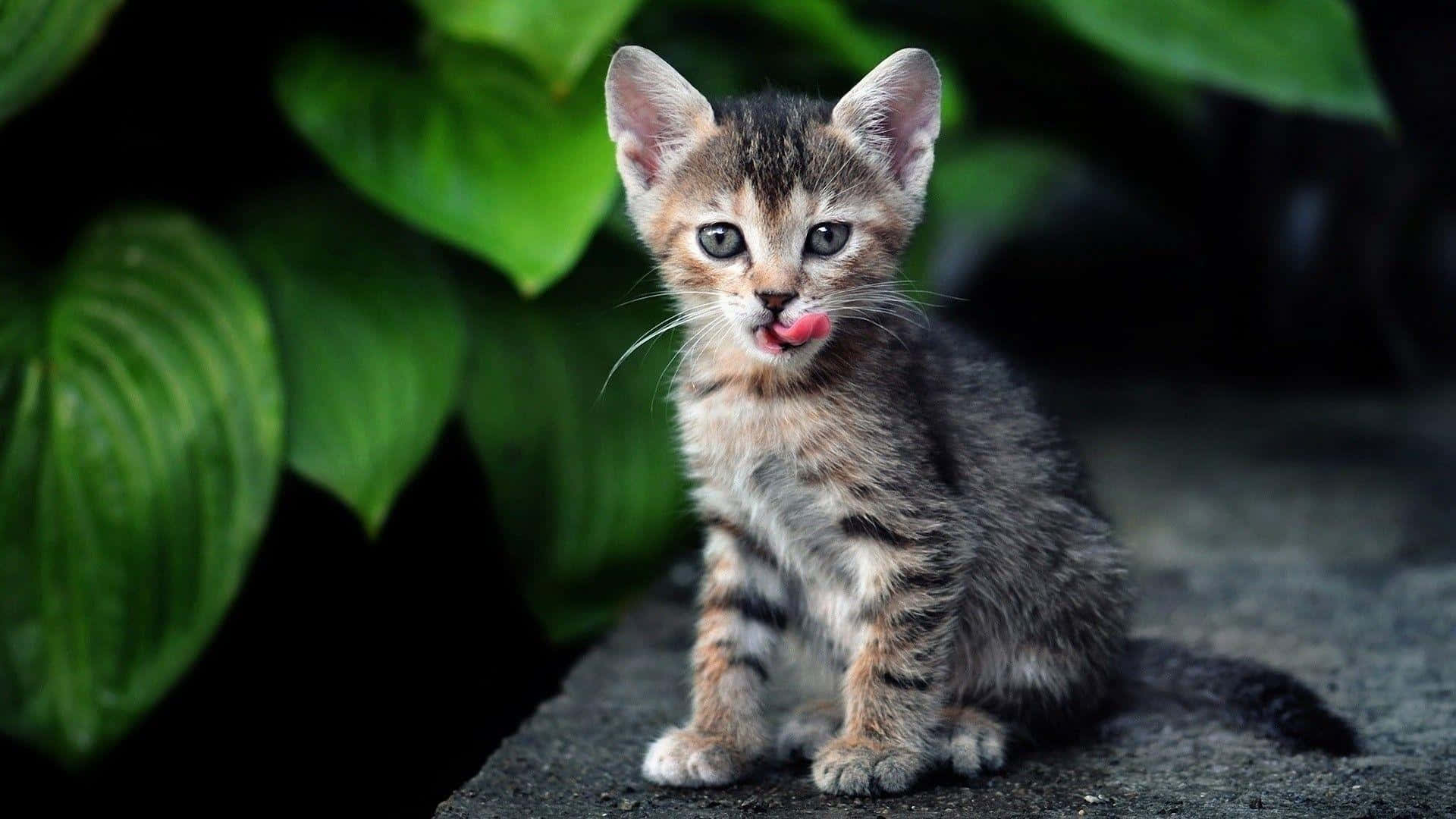 tabby cat, stone, lush green leaves, Full HD Desktop Wallpaper