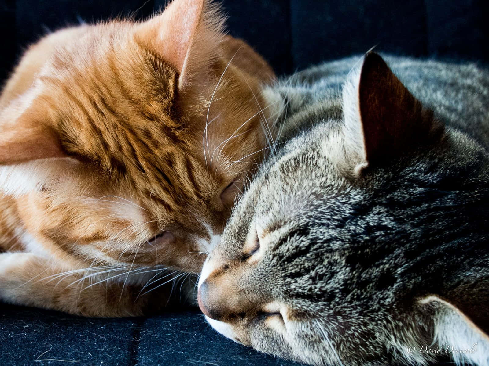 Tabby Cat, orange, gray, HD Desktop Wallpaper