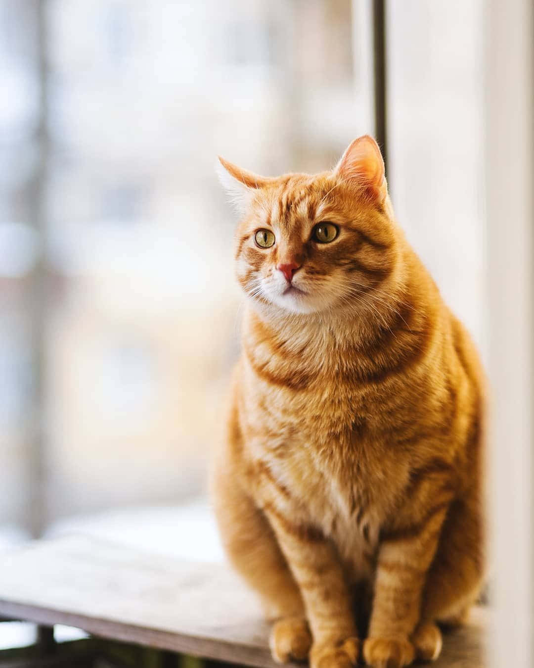 tabby cat, windowsill, fluffy orange tabby cat, HD Phone Wallpaper