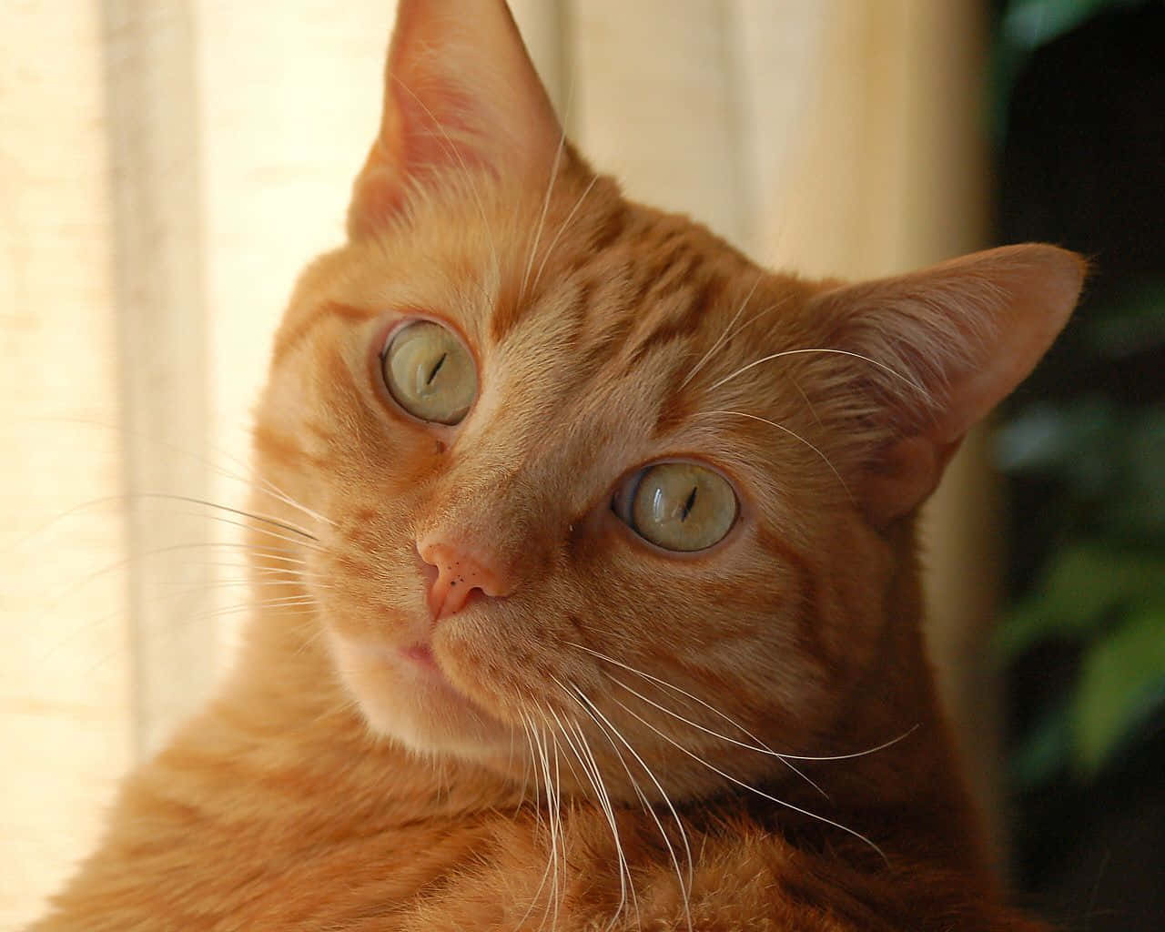 orange tabby cat, green eyes, couch, HD Desktop Wallpaper