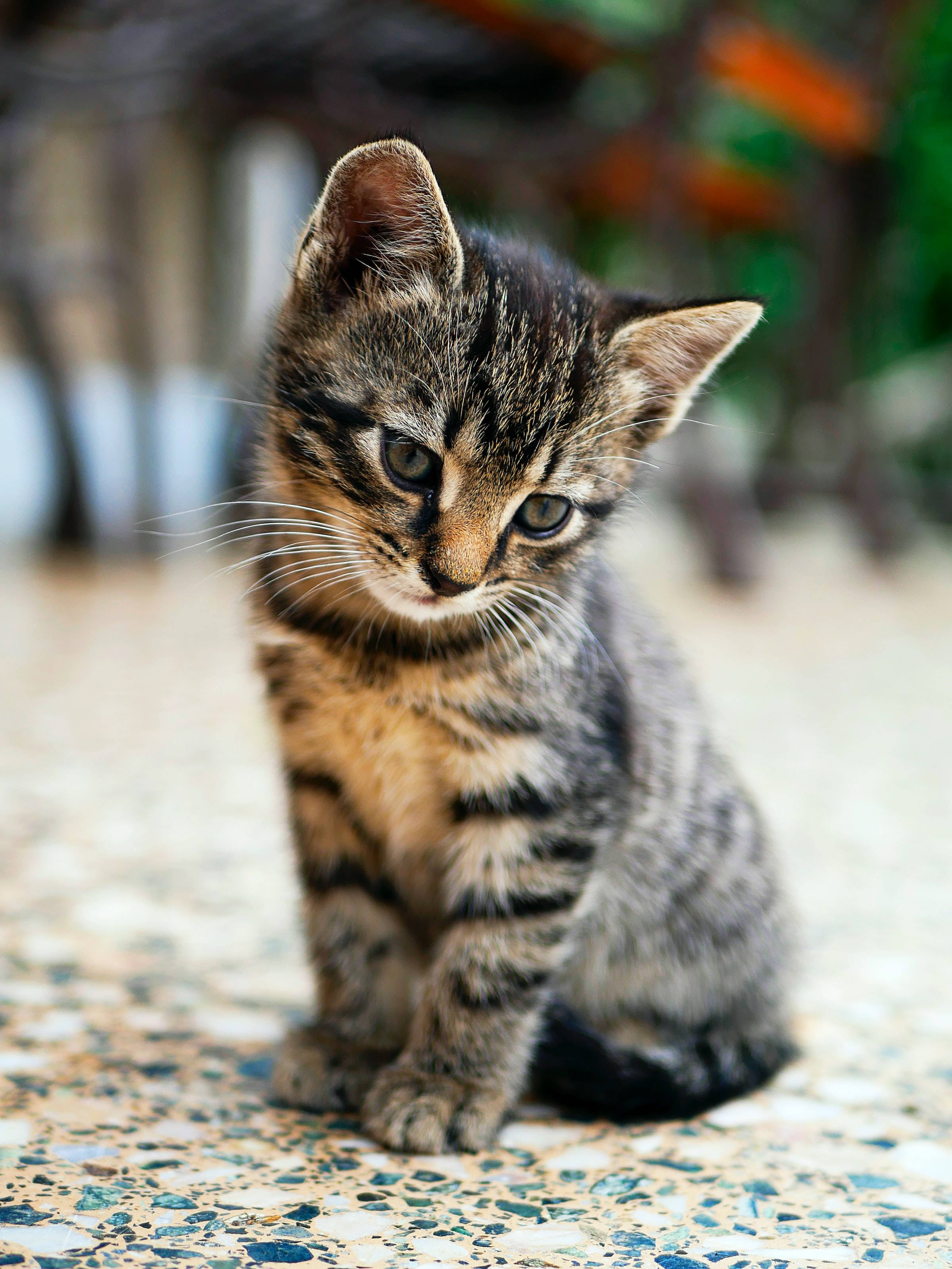 tabby kitten, green eyes, mosaic tiled floor, 2K Phone Wallpaper
