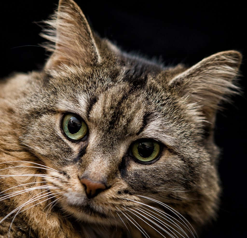 tabby cat, green eyes, black background, SD Desktop Wallpaper