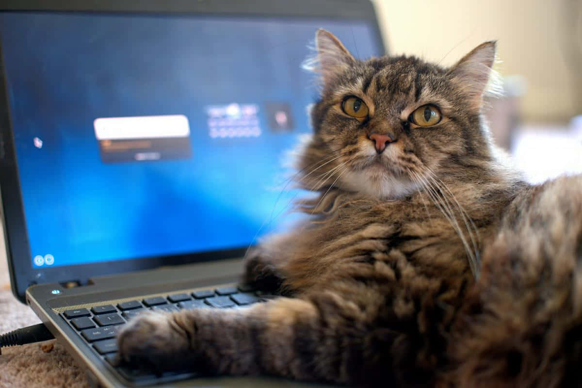 tabby cat, laptop keyboard, blue screen, SD Desktop Wallpaper