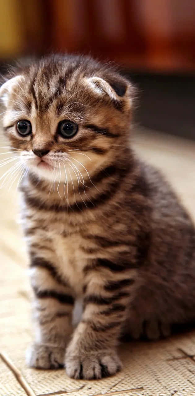 tabby kitten, folded ears, wide blue eyes, HD Phone Wallpaper