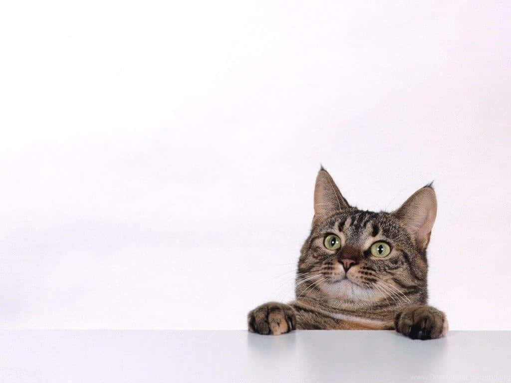 tabby cat, green eyes, white surface, SD Desktop Wallpaper