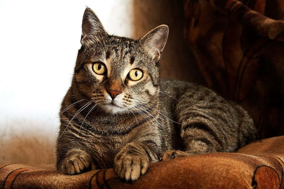 tabby cat, yellow eyes, brown patterned couch, SD Desktop Wallpaper