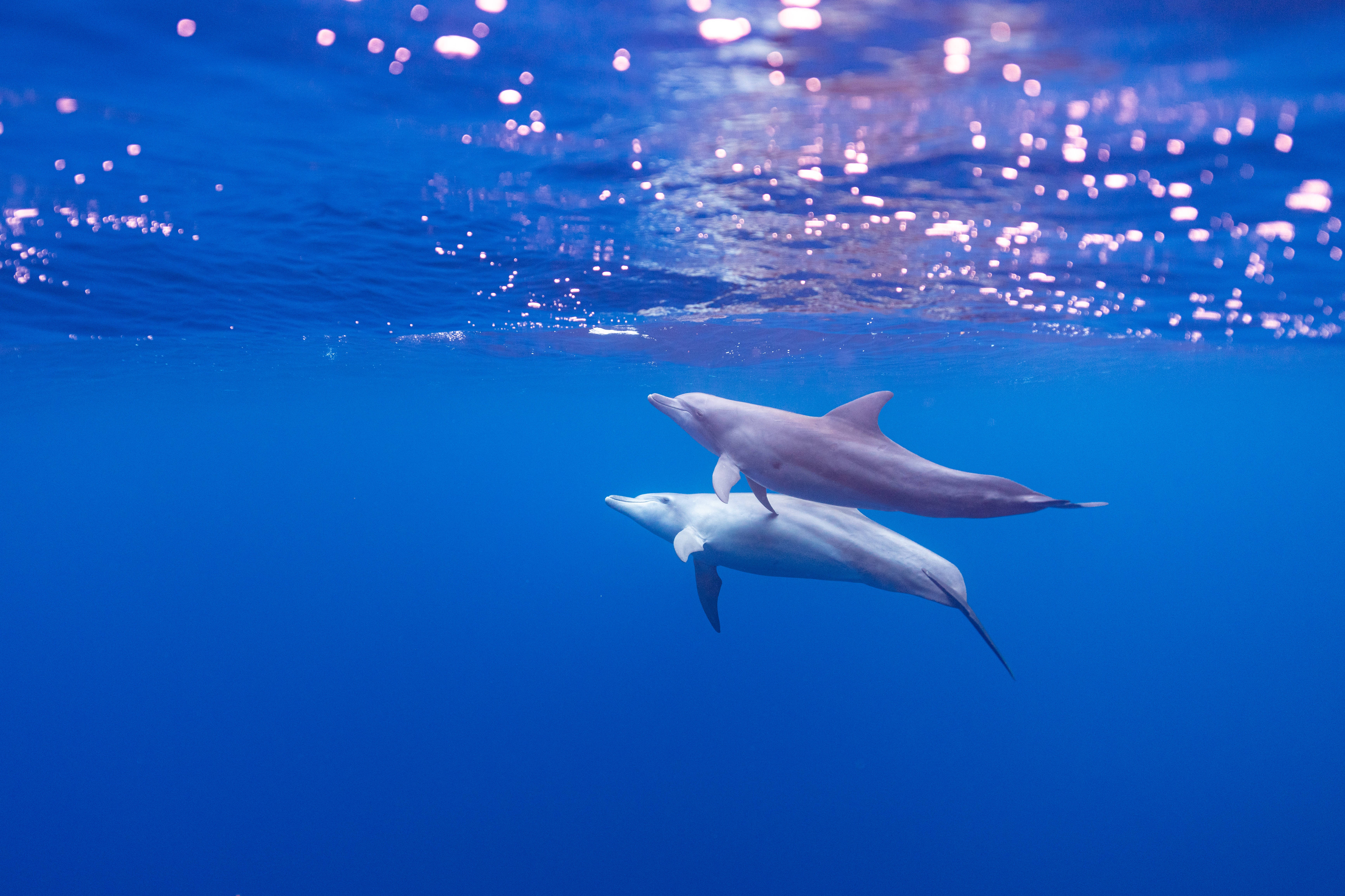 4K Tablet, dolphins, underwater, 5K Desktop Wallpaper