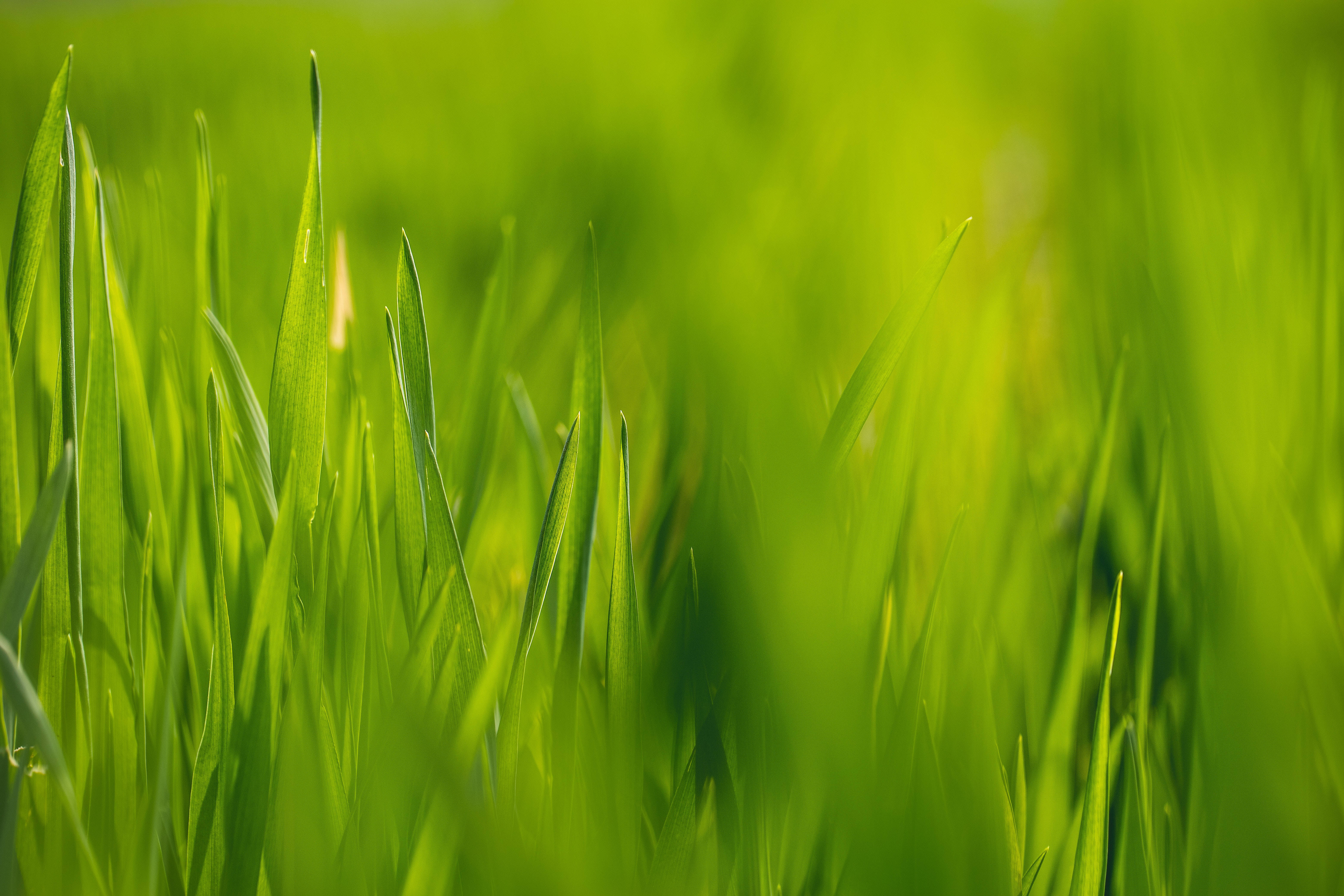 4K Tablet, green grass, soft sunlight, 5K Desktop Wallpaper