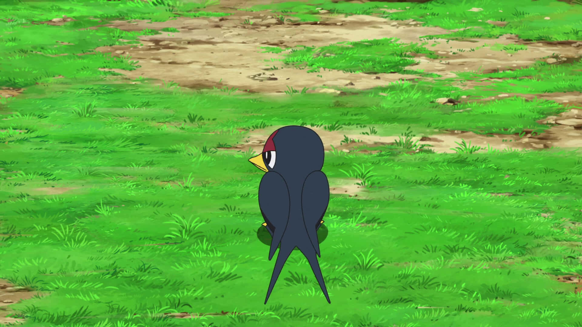 Taillow, black bird, red cap, Full HD Desktop Wallpaper
