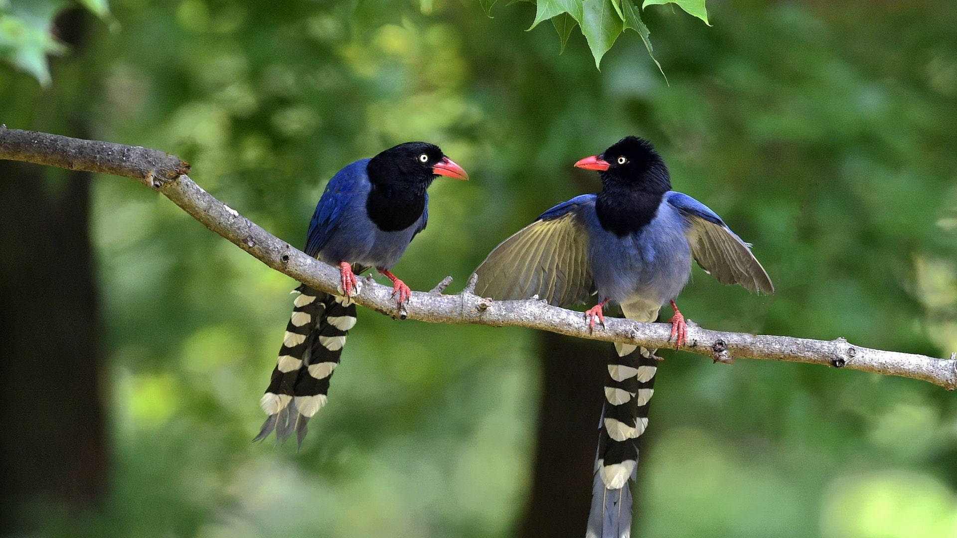 native birds in taiwan, blue birds, red beaks, Full HD Desktop Wallpaper
