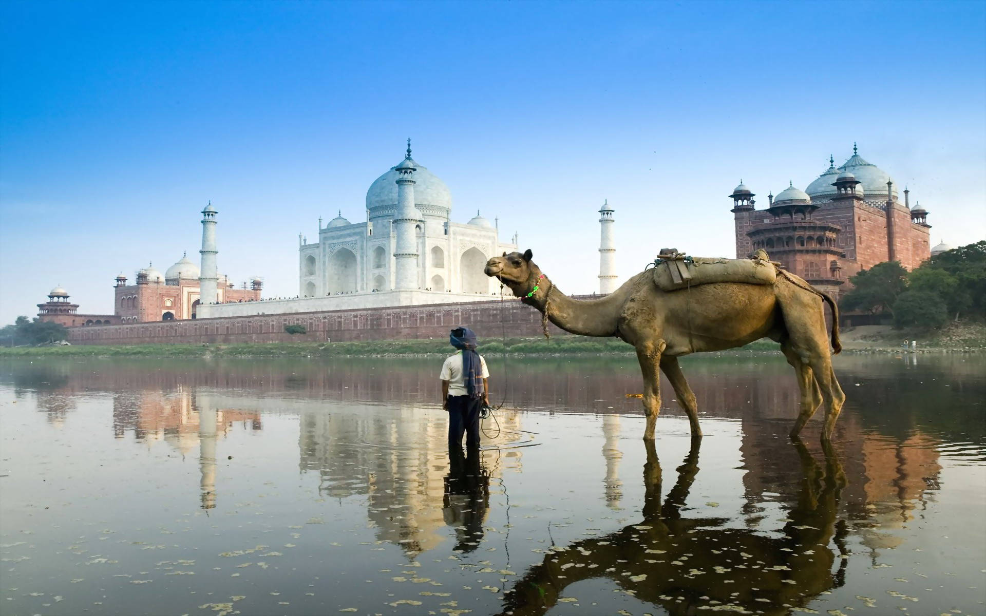 Taj Mahal, camel, calm waters, Full HD Desktop Wallpaper