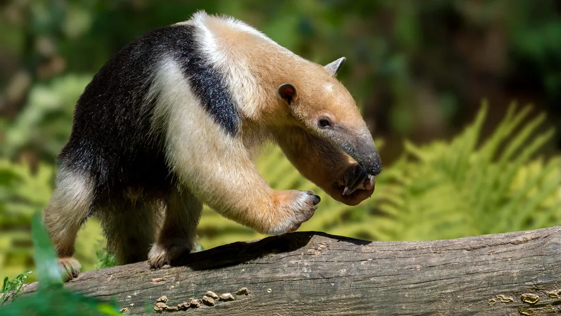 Tamandua