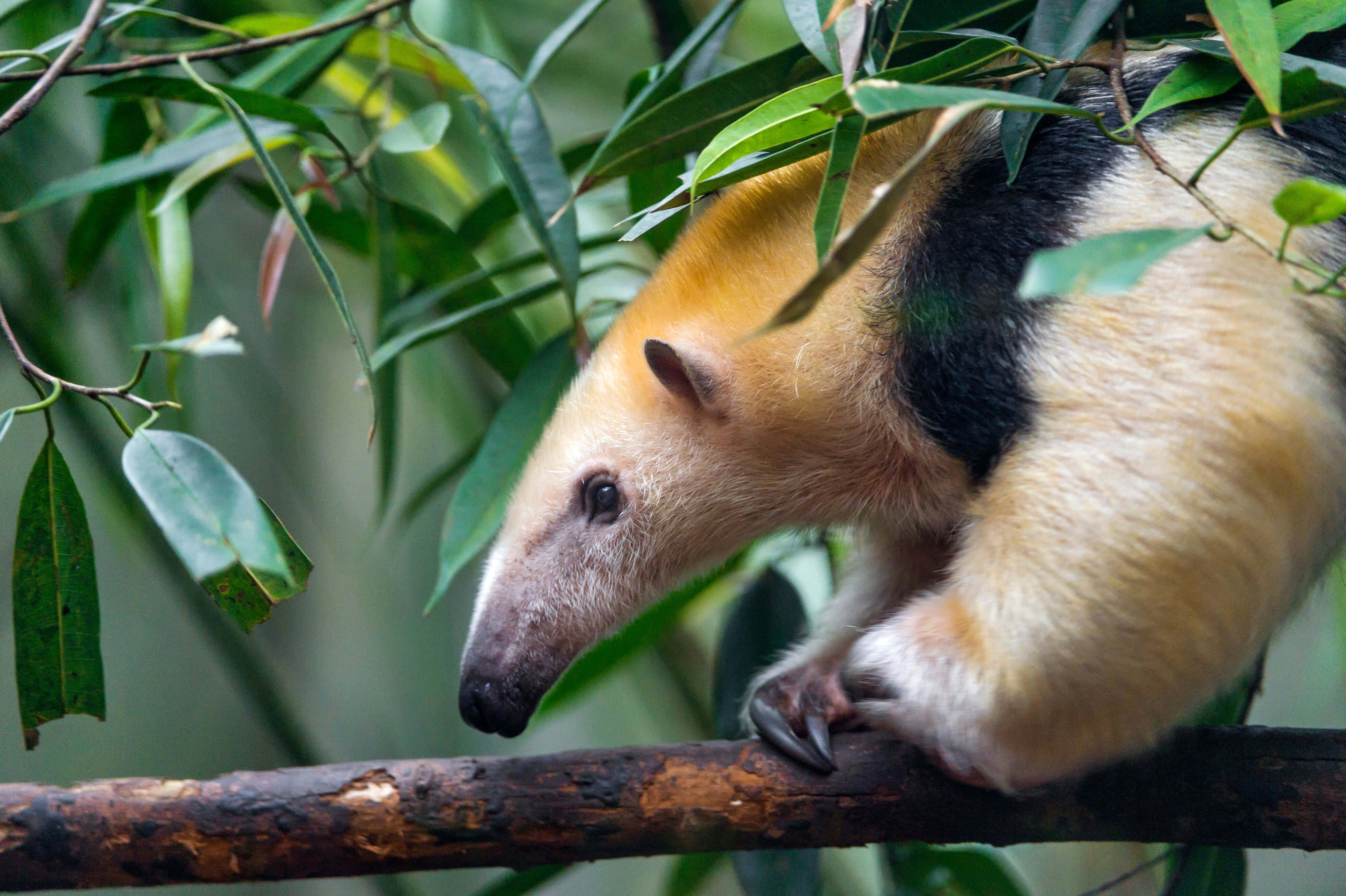 Tamandua, creamy fur, black stripes, 4K Desktop Wallpaper