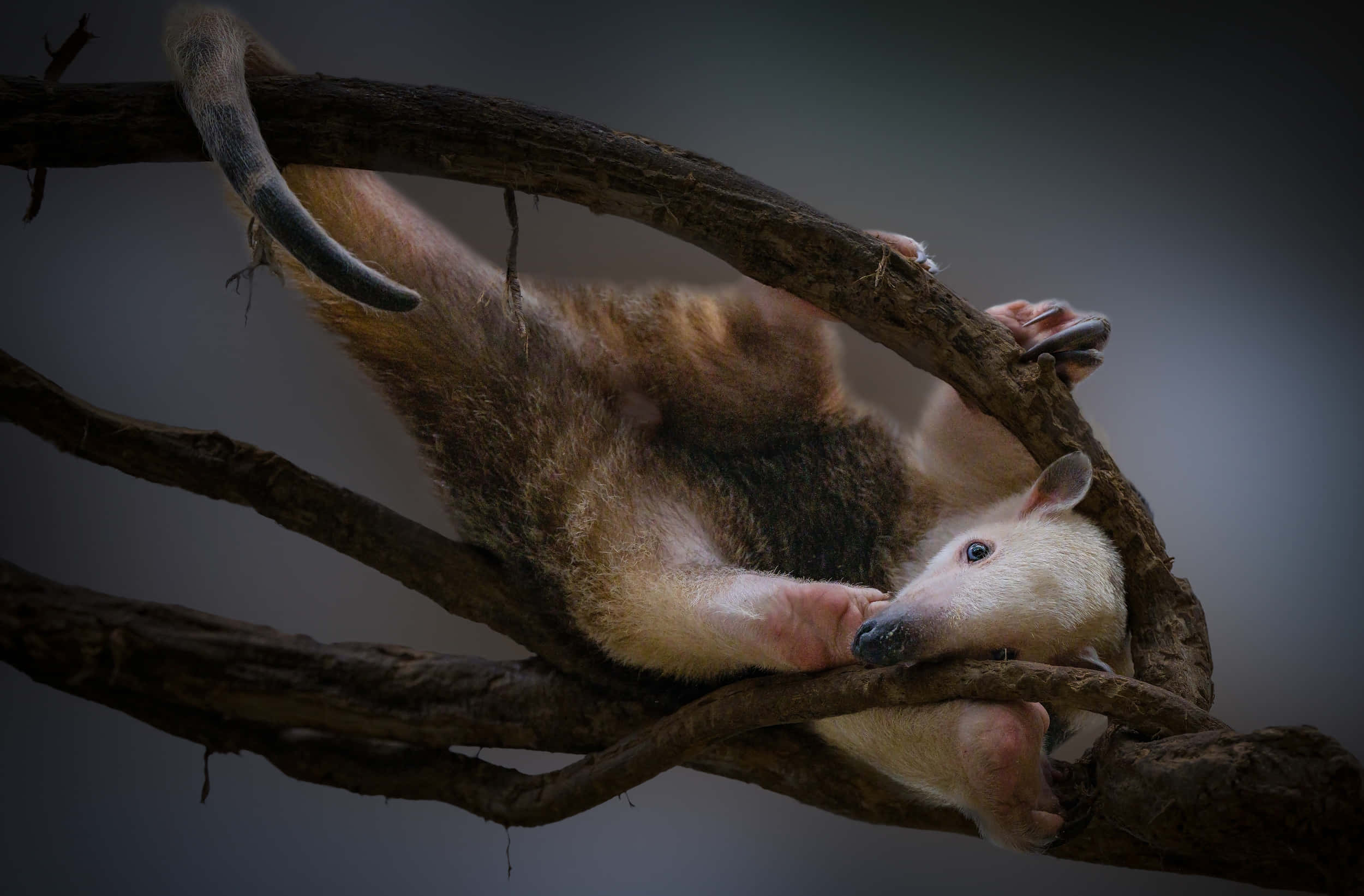 Tamandua, twilight, dark moody forest, Full HD Desktop Wallpaper