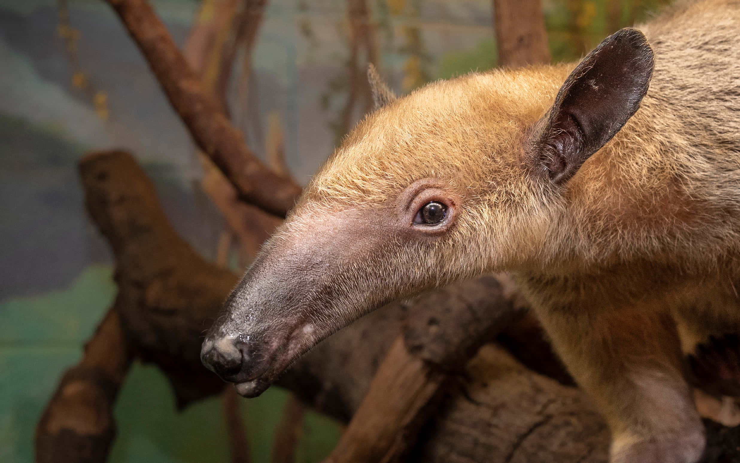 tamandua, brown-furred, museum diorama, Full HD Desktop Wallpaper