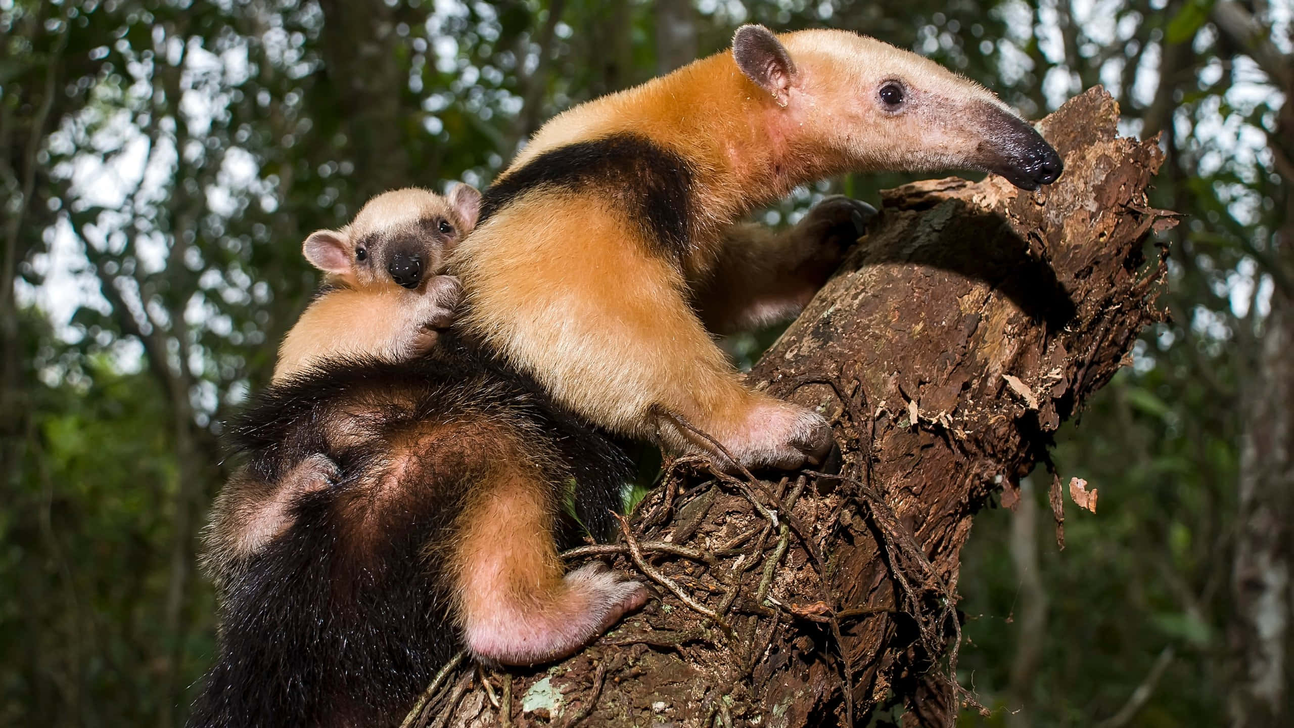 tamandua, mother and baby, mossy tree branch, 2K Desktop Wallpaper