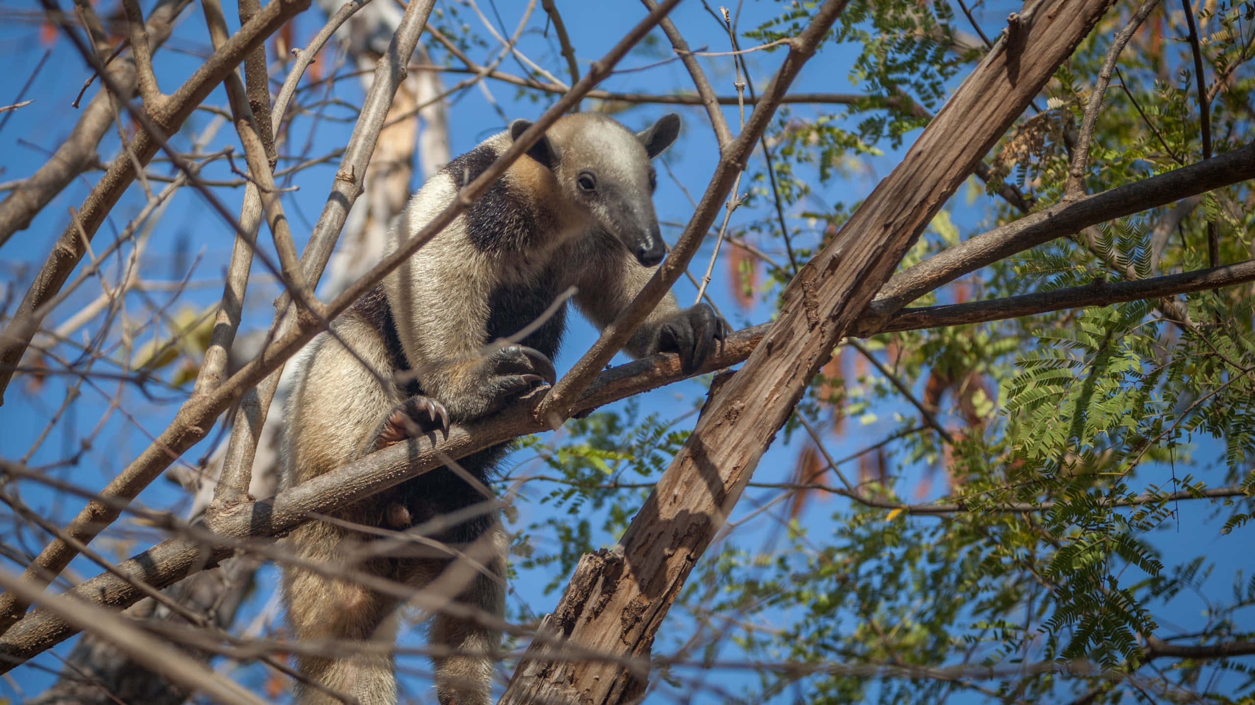 Tamandua, tree branches, sunlit, 2K Desktop Wallpaper