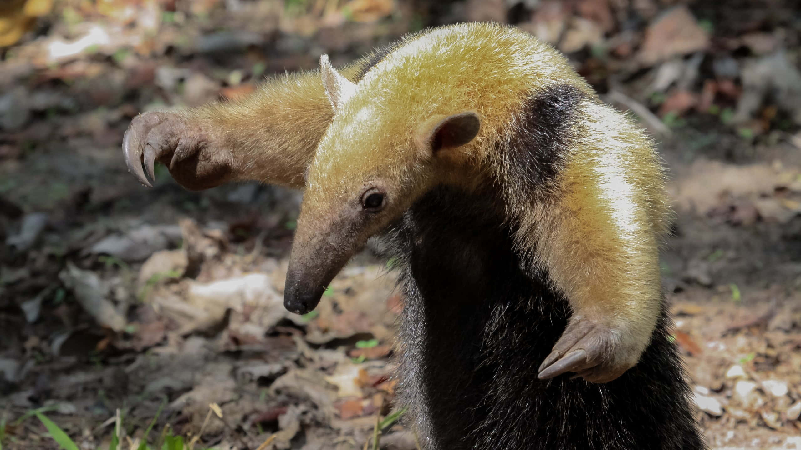 Tamandua, natural habitat, forest floor, 2K Desktop Wallpaper