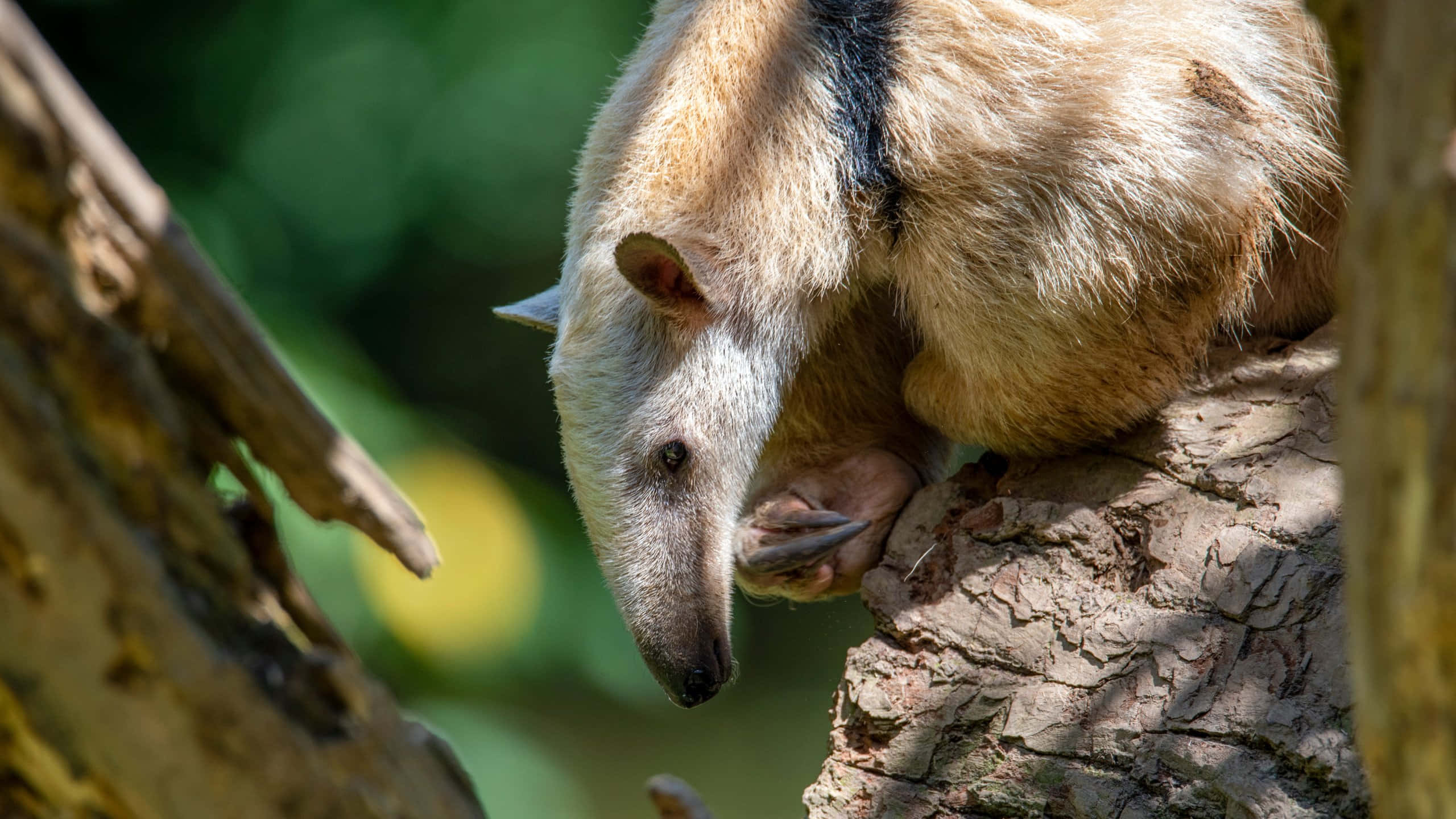 Tamandua, tree, natural habitat, 2K Desktop Wallpaper