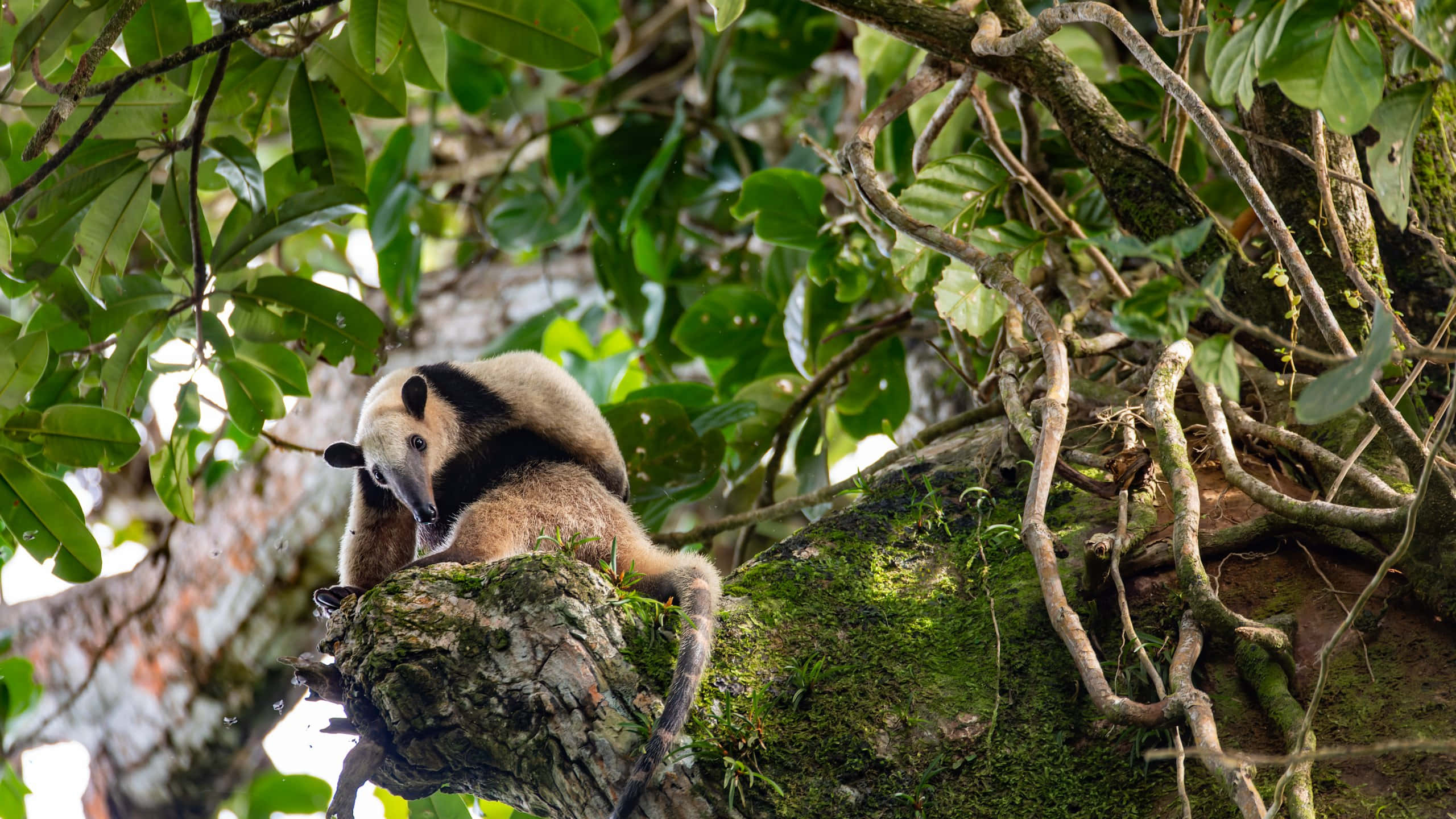 Tamandua, tree canopy, mossy tree branch, 2K Desktop Wallpaper