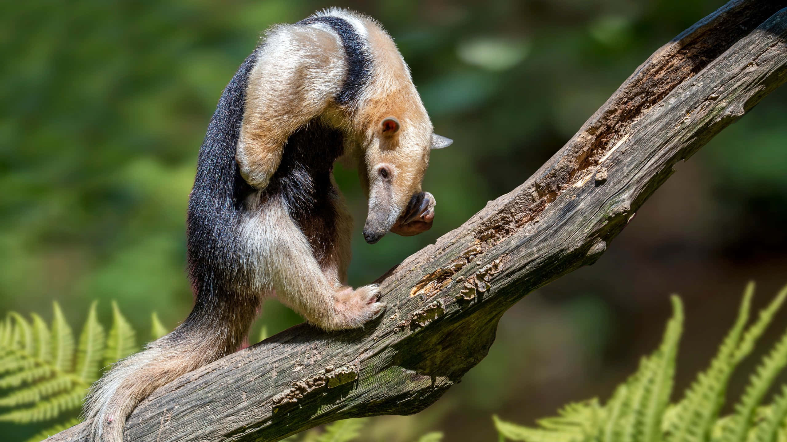 Tamandua, natural habitat, giant anteater, 2K Desktop Wallpaper