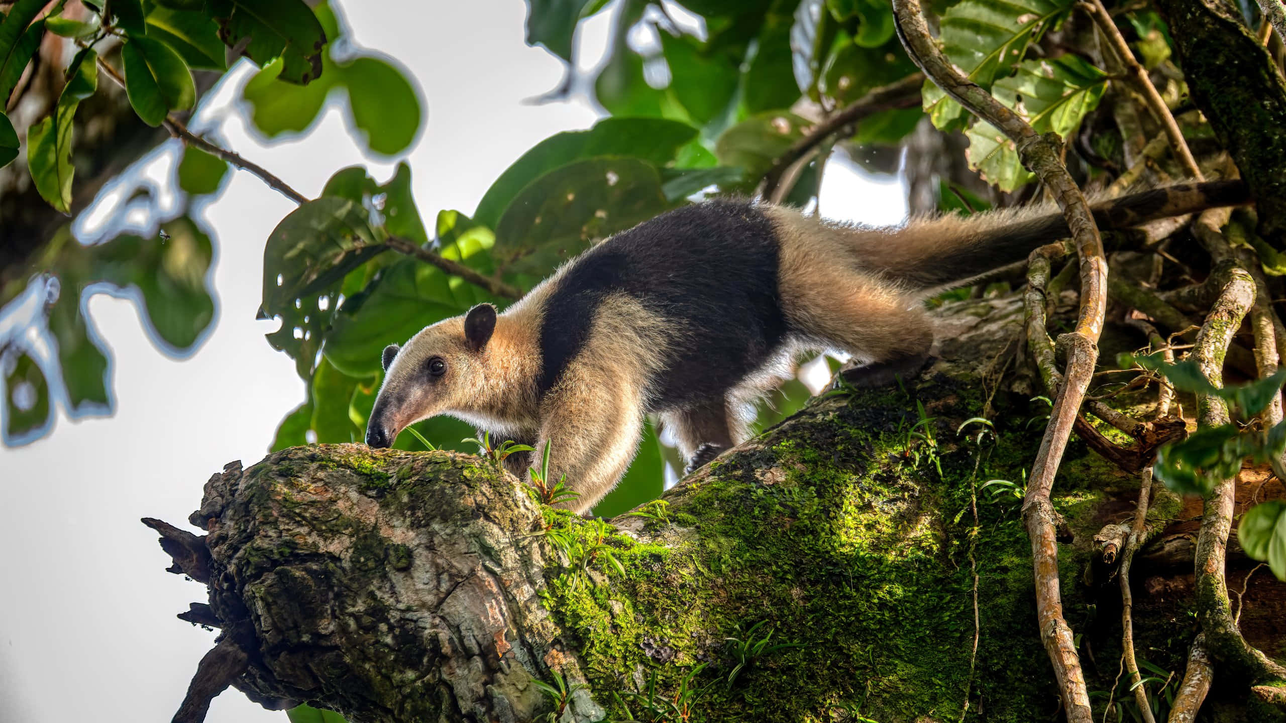 Tamandua, tree canopy, mossy tree branch, 2K Desktop Wallpaper