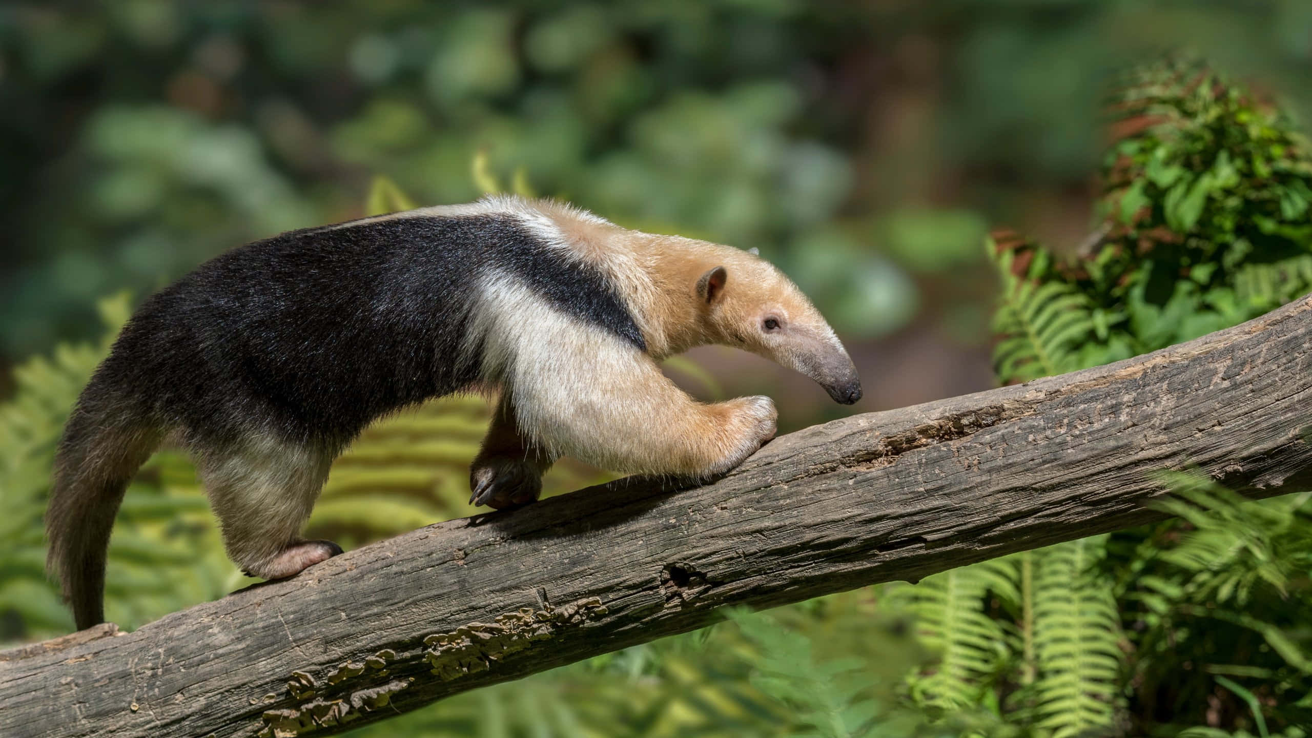 Tamandua, tree branch, black and beige fur, 2K Desktop Wallpaper