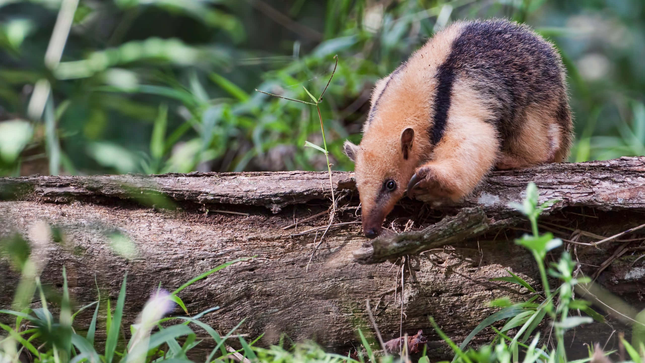 Tamandua, natural habitat, black stripe, 2K Desktop Wallpaper