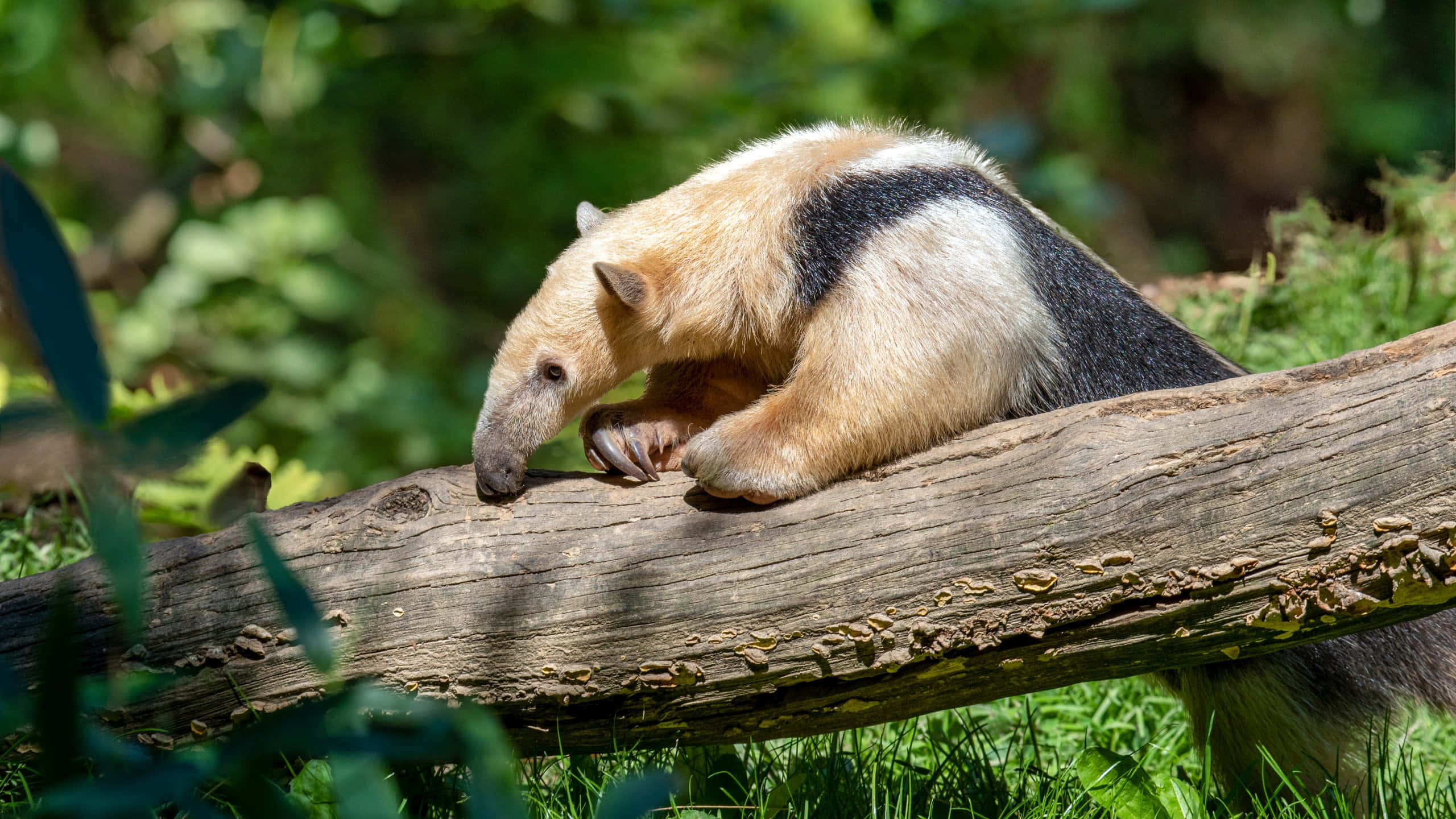 Tamandua, giant anteater, cream and black coat, 2K Desktop Wallpaper