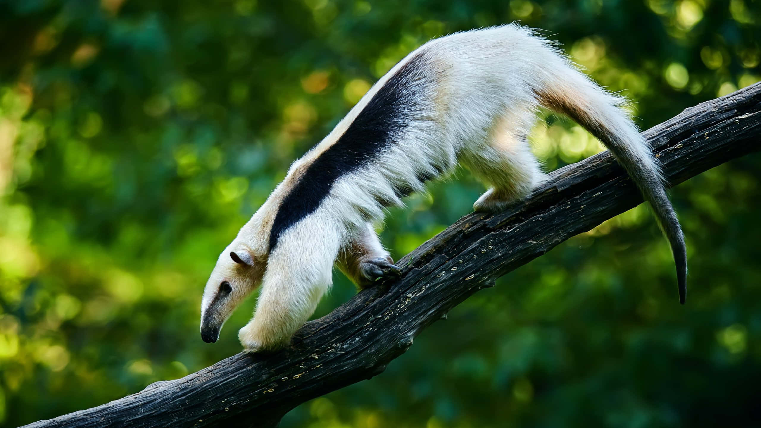 Tamandua, tree branch, sunlit green forest, 2K Desktop Wallpaper