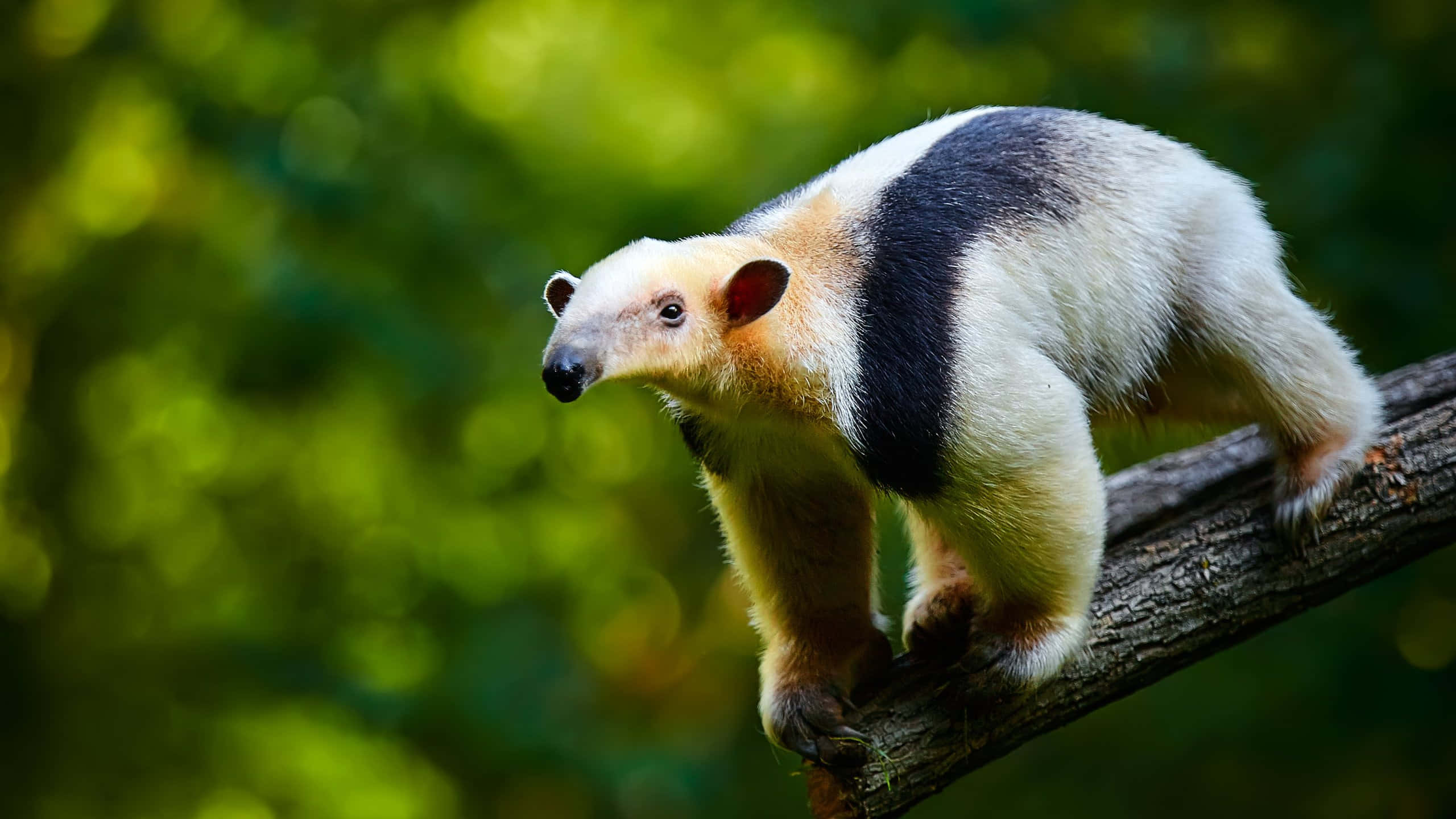 Tamandua, natural habitat, giant anteater, 2K Desktop Wallpaper