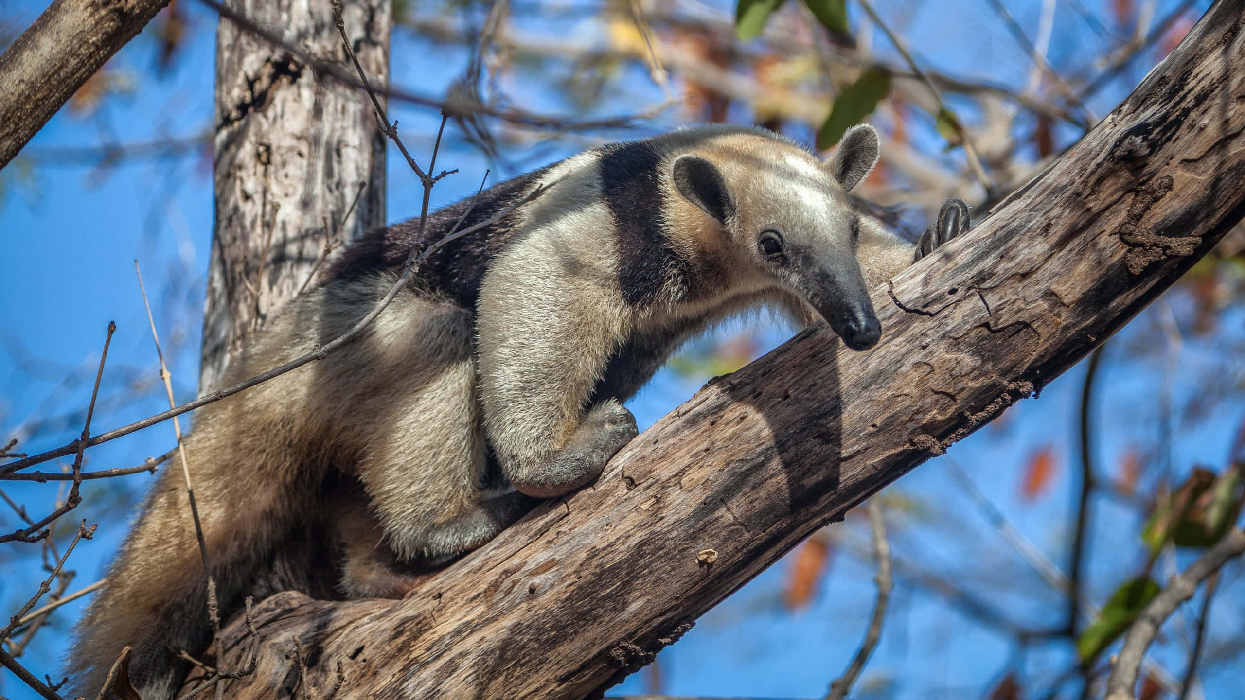Tamandua, tree, natural habitat, 2K Desktop Wallpaper