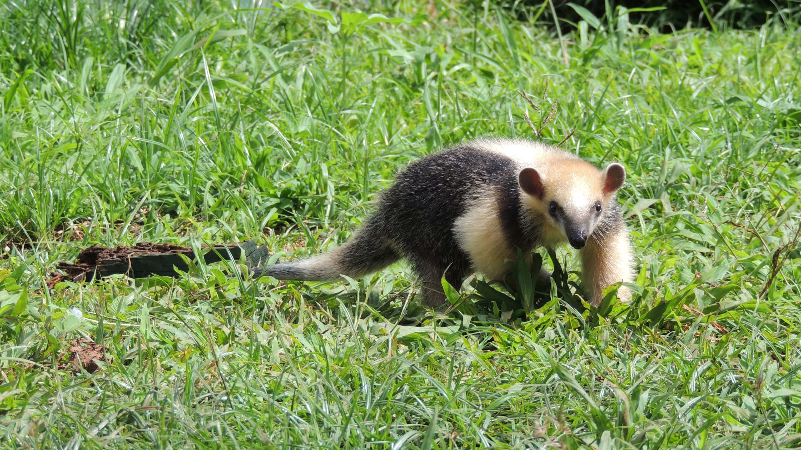 Tamandua, natural habitat, giant anteater, 2K Desktop Wallpaper