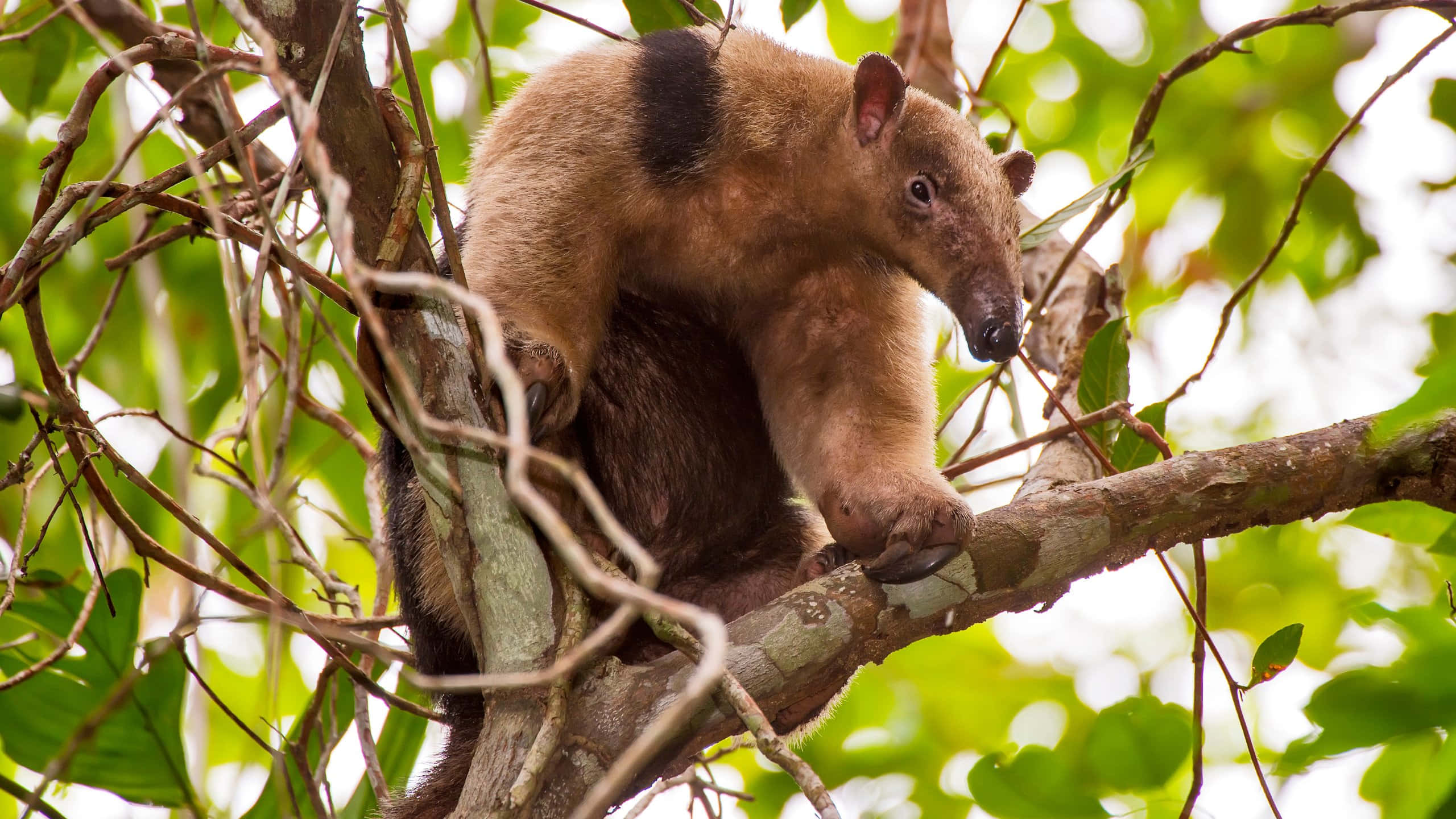 Tamandua, tree branches, sunlit, 2K Desktop Wallpaper