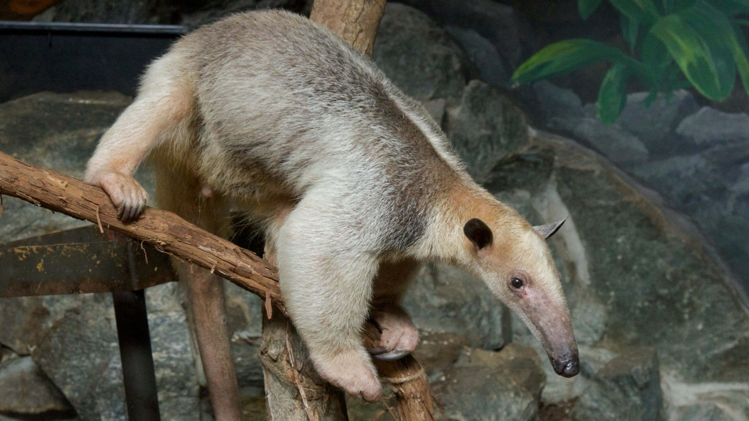 Tamandua, natural habitat, giant anteater, 2K Desktop Wallpaper