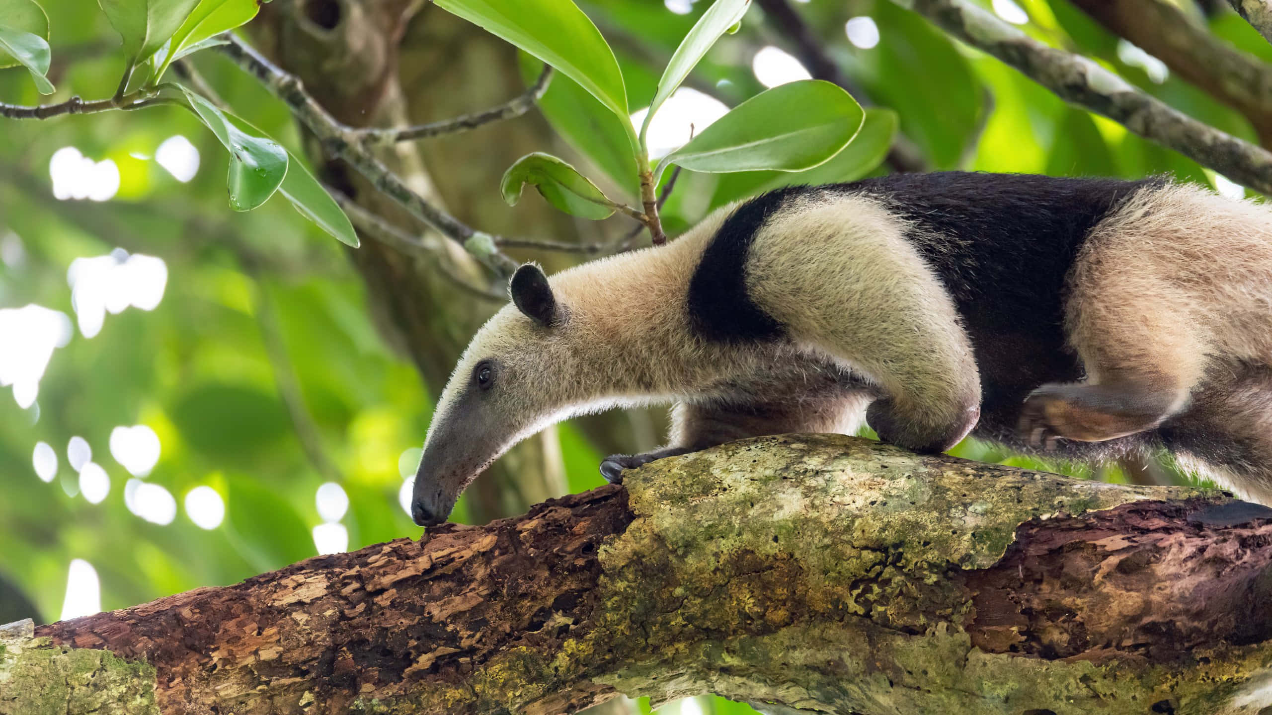 Tamandua, giant anteater, mossy tree branch, 2K Desktop Wallpaper