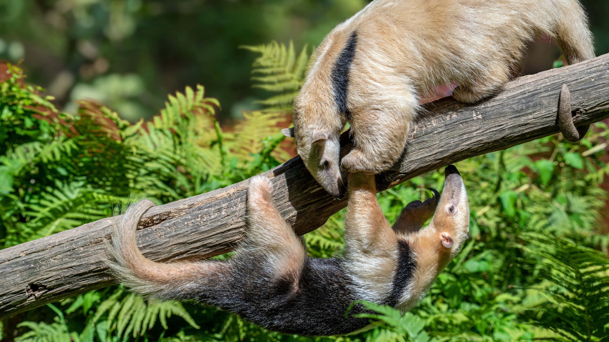 Tamandua, branch, weathered log, 2K Desktop Wallpaper