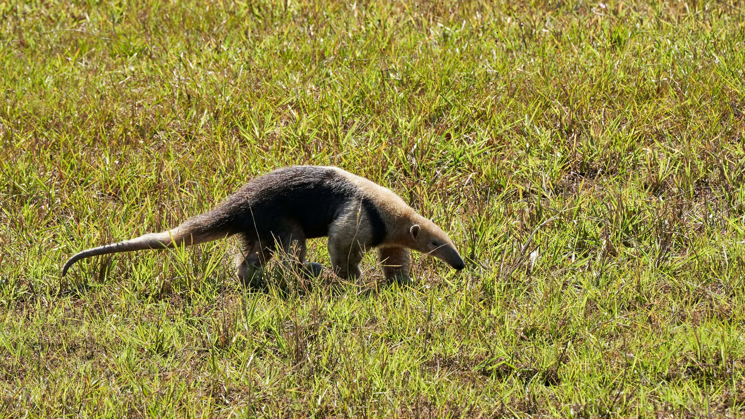 Tamandua, grassland, sunlit green grass, 2K Desktop Wallpaper