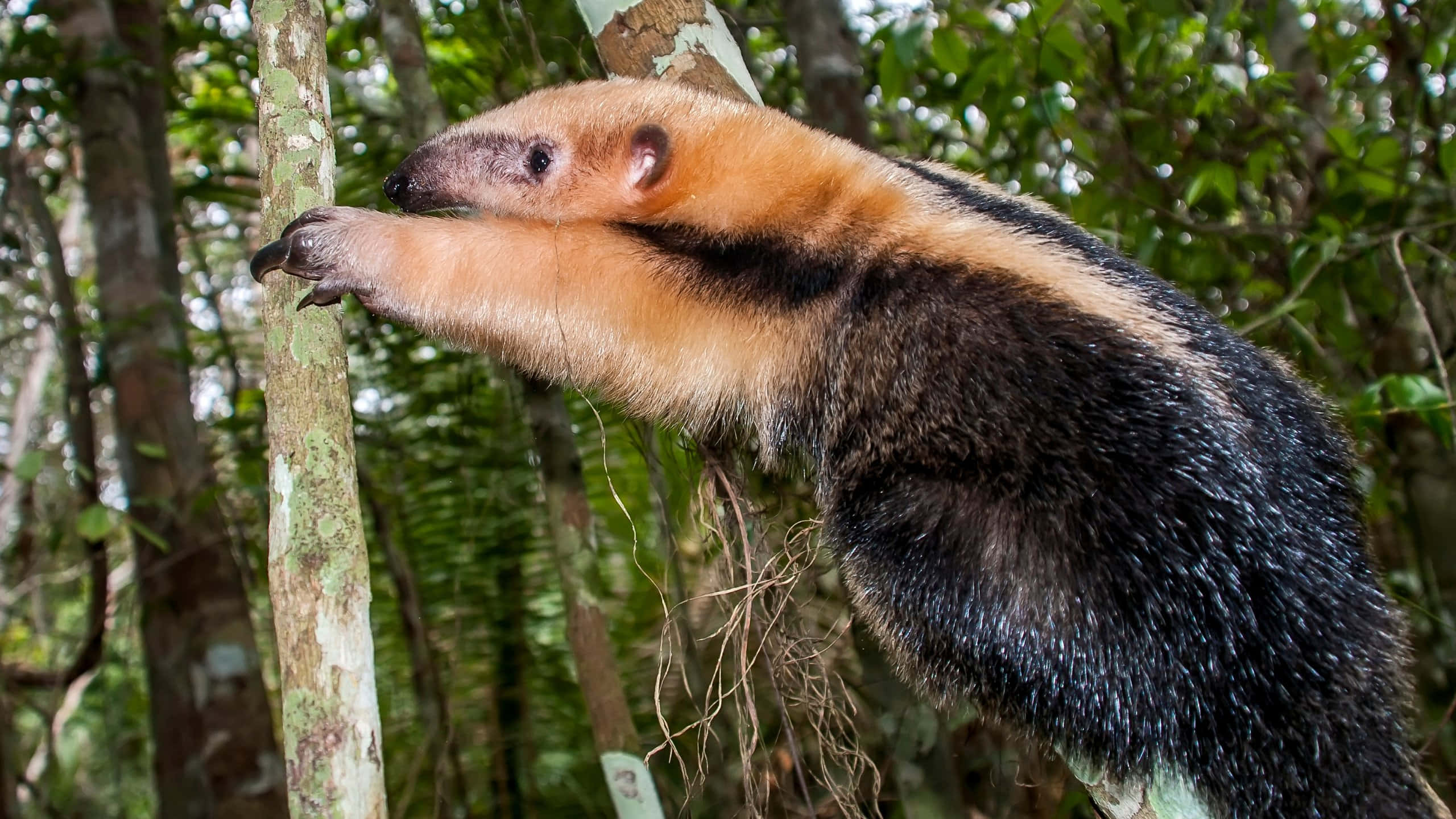 Tamandua, natural habitat, giant anteater, 2K Desktop Wallpaper
