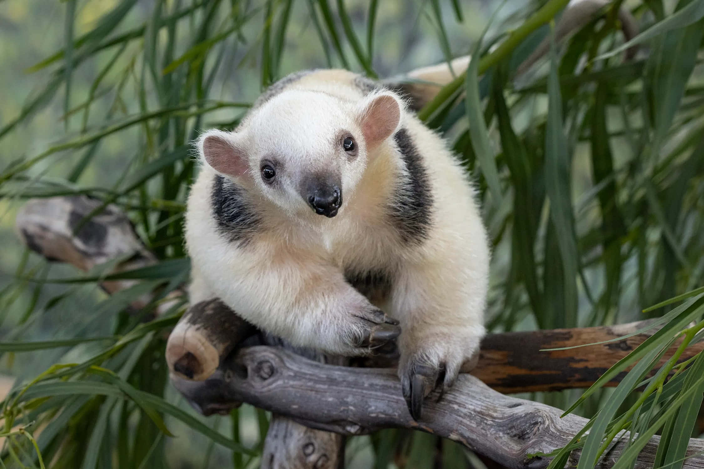 Tamandua, natural habitat, giant anteater, Full HD Desktop Wallpaper