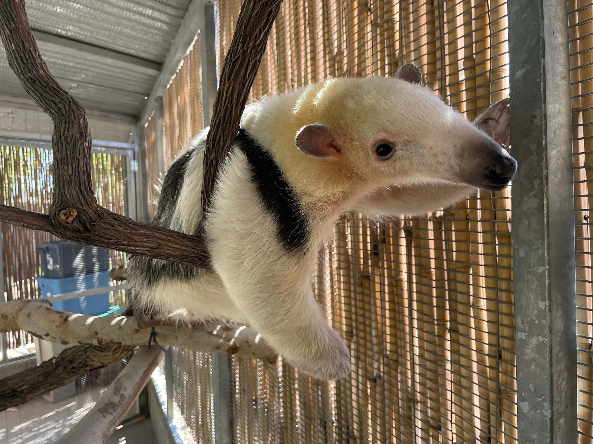 Tamandua, giant anteater, sunlit zoo enclosure, Full HD Desktop Wallpaper